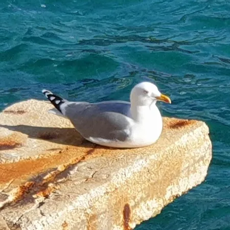 Sunhill Golden Ray Apartment Primosten