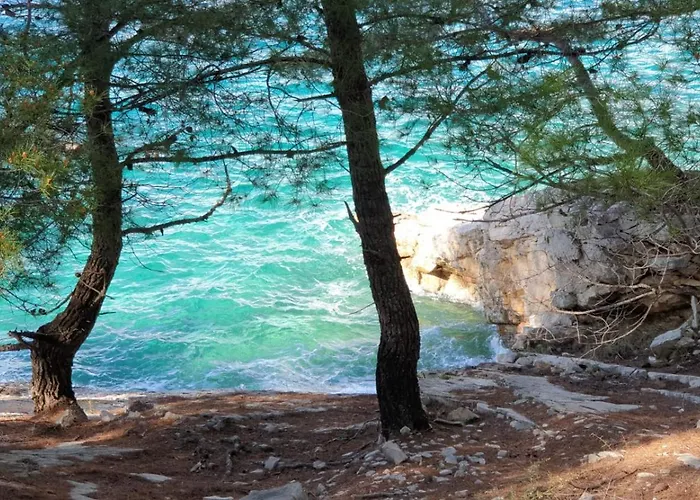 Sunhill Golden Ray Primosten