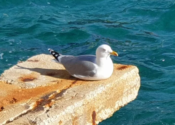 Sunhill Golden Ray Apartman Primosten