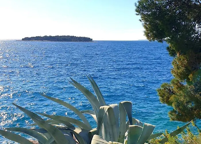 Sunhill Golden Ray Primosten